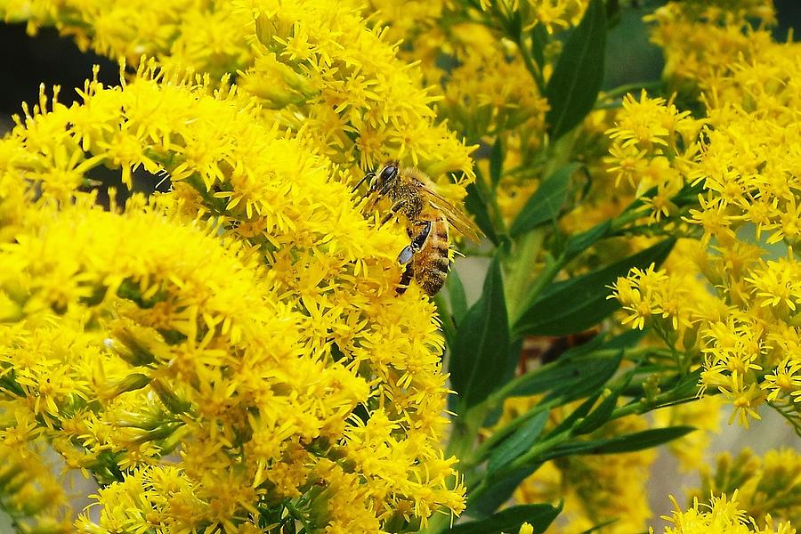 Honey Bee Photograph by Keith Bass - Fine Art America