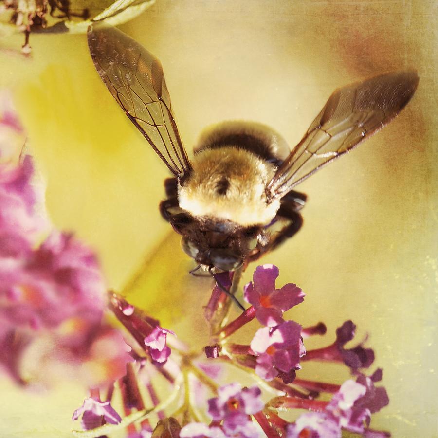 Honey Bee Photograph by Kim Fearheiley