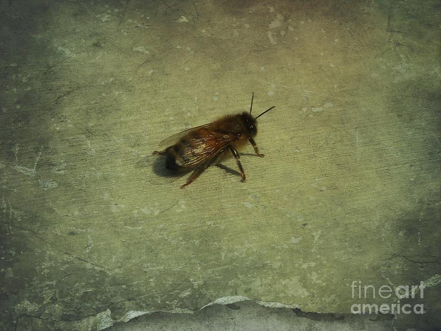 Honey Bee Photograph by Kristine Nora