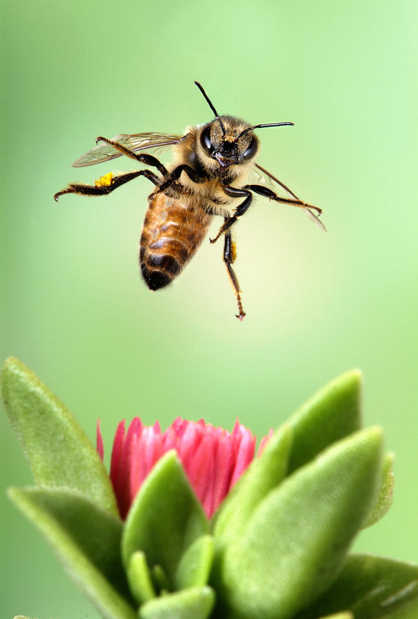 Honey Bee Landing Photograph by Robert Jensen