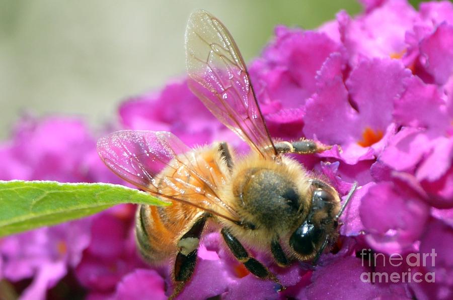 Honey Bee Photograph by Lynellen Nielsen