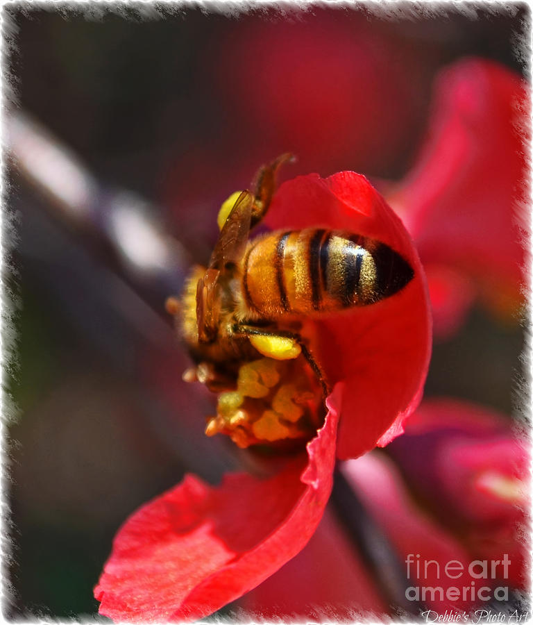 Honey Bee Macro Photograph by Debbie Portwood