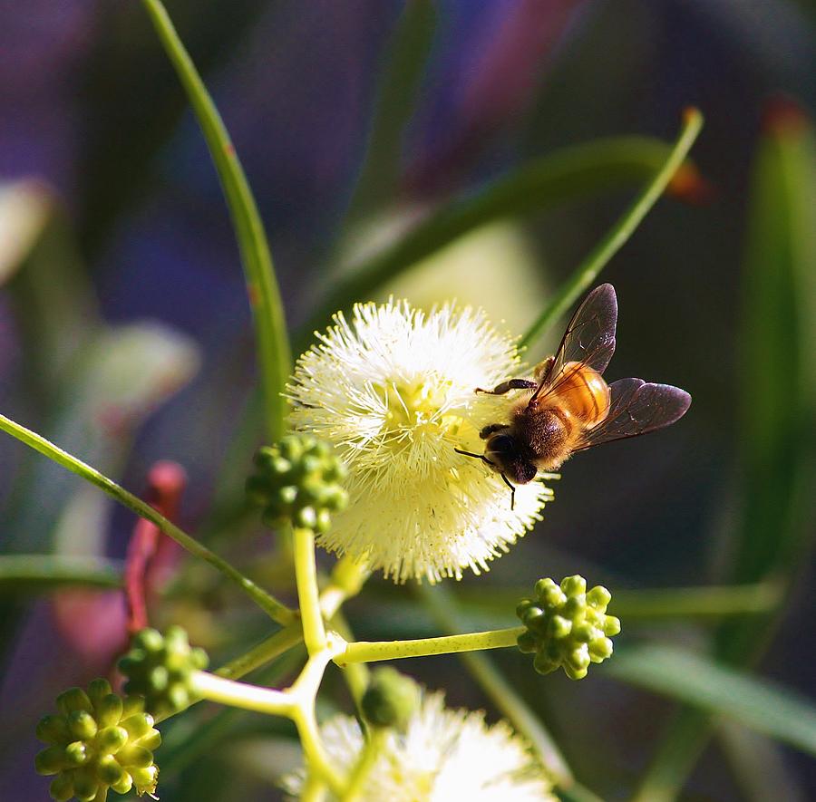 Honey Bee Photograph by Marcia Breznay