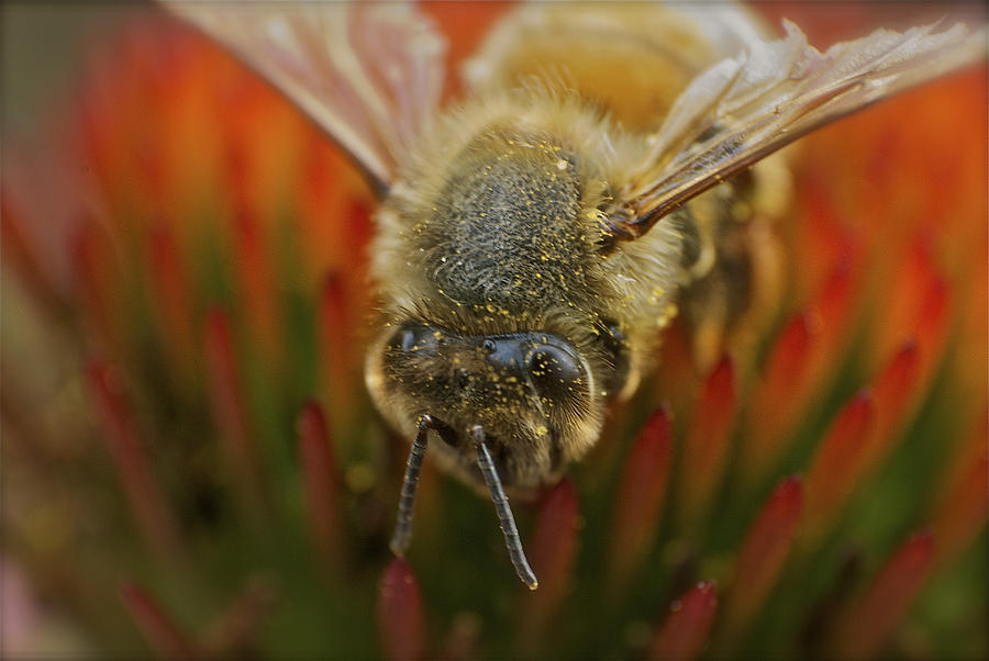 Honey Bee  Photograph by Michael Peychich