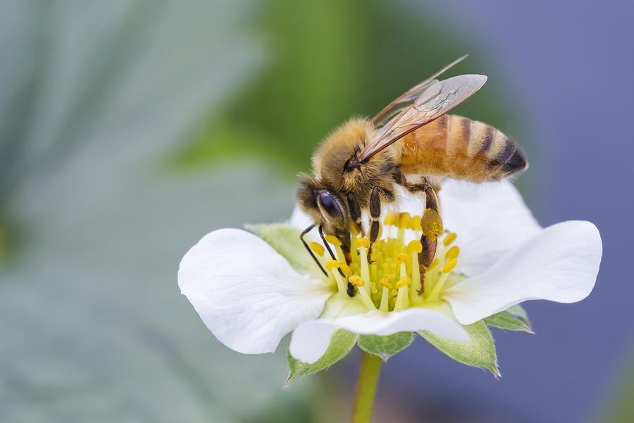 Nature Photograph - Honey bee by Mircea Costina Photography