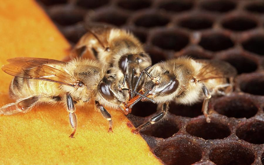 Wildlife Photograph - Honey Bee Mouth-to-mouth Feeding by Stephen Ausmus/us Department Of Agriculture