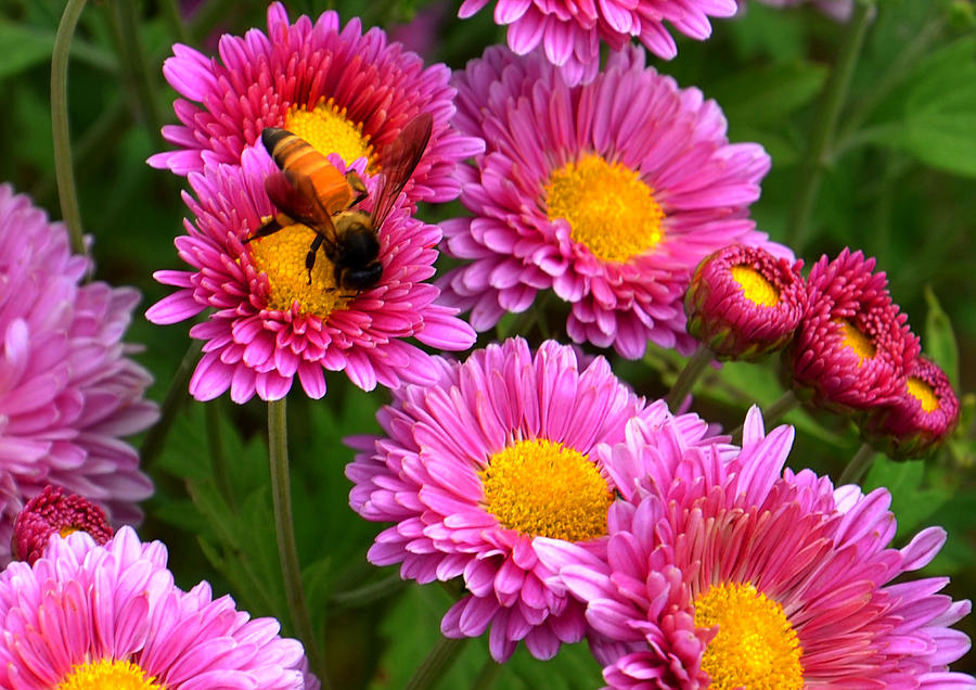Honey Bee - Mum Flower Photograph by Johnson Moya