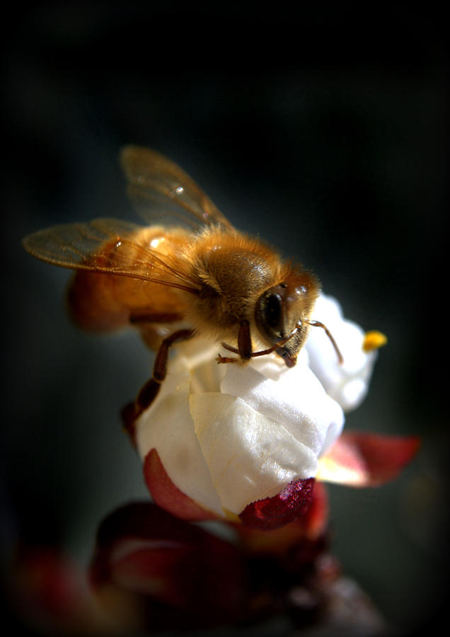Honey Bee Photograph by Nathan Abbott