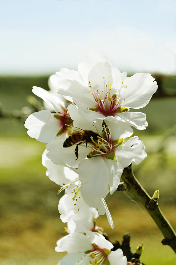 Honey Bee on an Almond Blossom Photograph by Pamela Patch