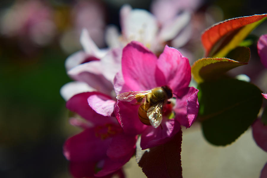 Honey Bee On Apple Blossom Photograph by Frank Wilson