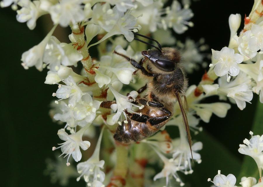 Honey Bee on Bamboo Photograph by Lucinda VanVleck