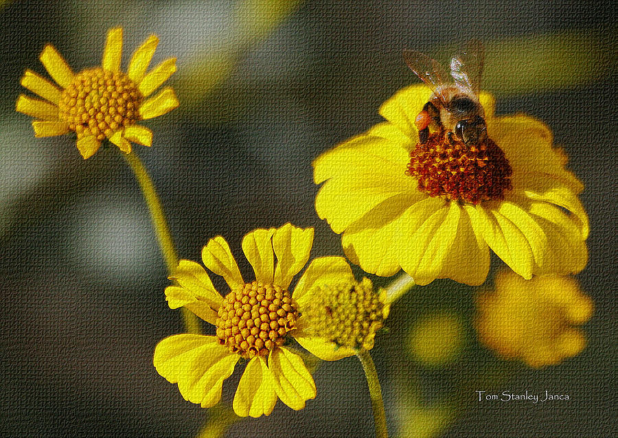 Honey Bee On Brittle Bush Flower Photograph by Tom Janca