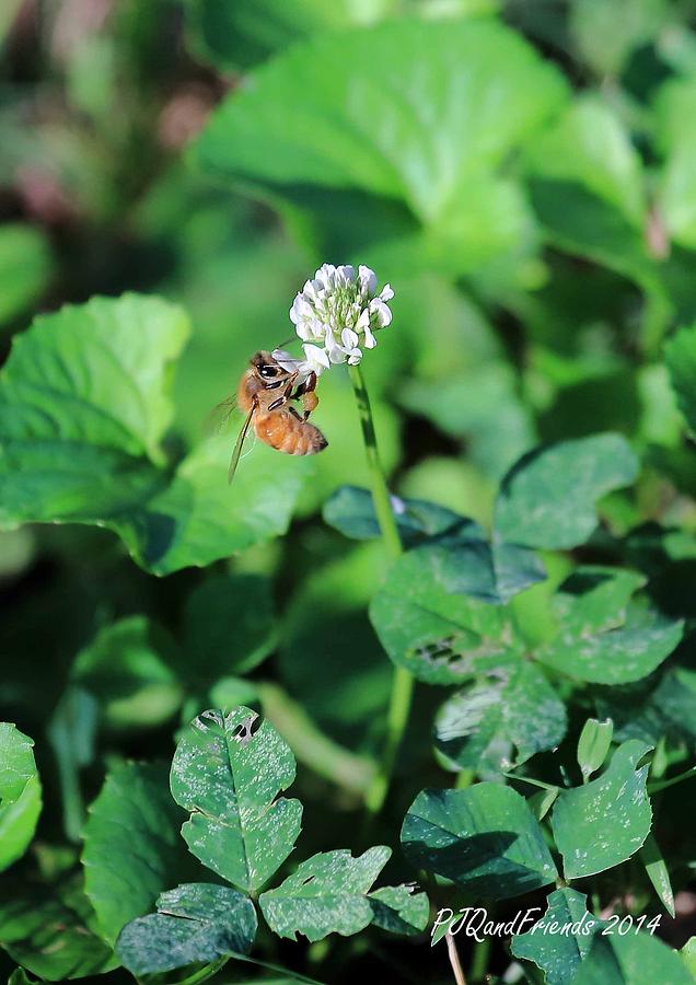 Honey Bee on Clover Photograph by PJQandFriends Photography