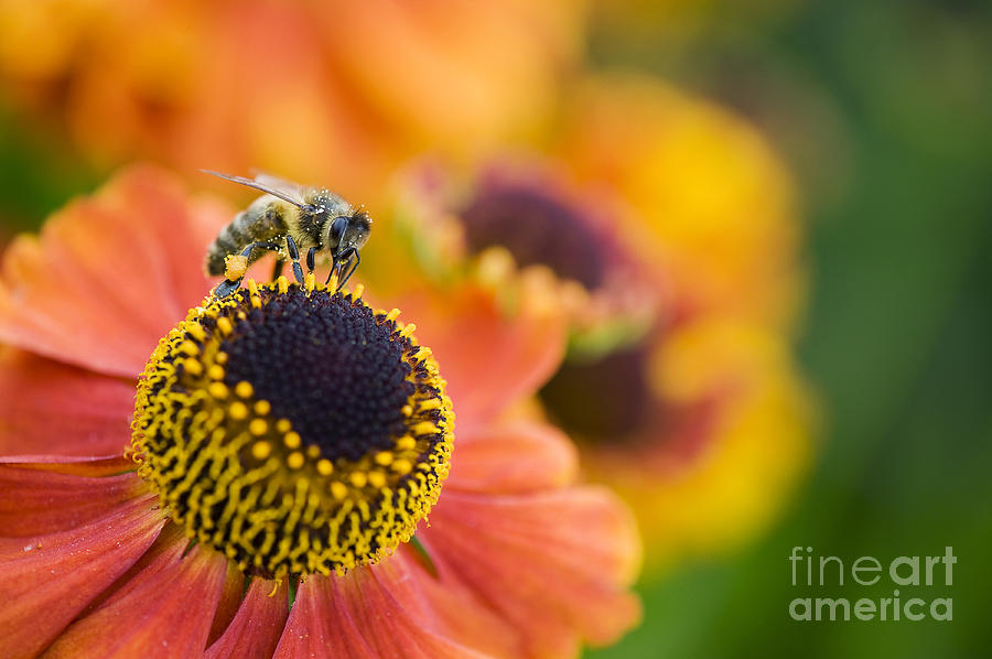 Honey Bee on Helenium Photograph by Tim Gainey
