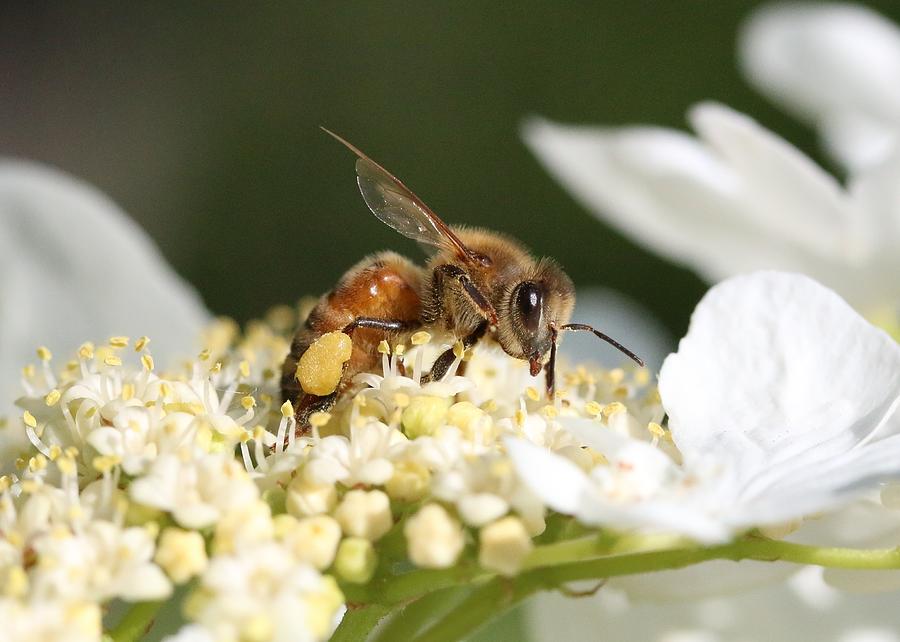 Honey Bee on Hobble Bush Photograph by Lucinda VanVleck