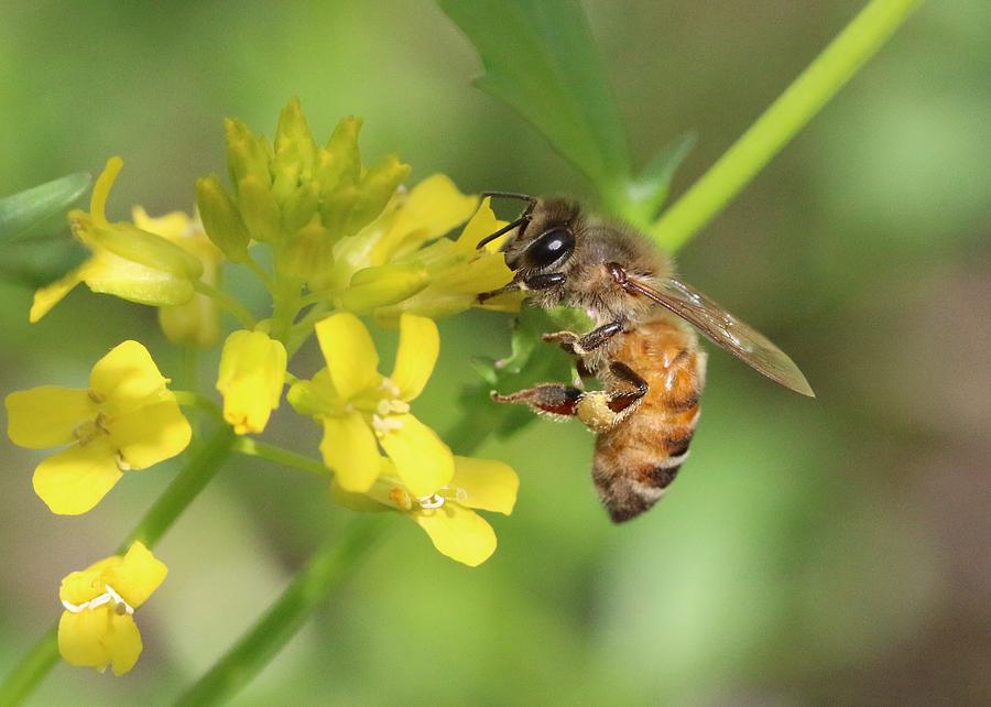 Honey Bee on Mustard Photograph by Lucinda VanVleck