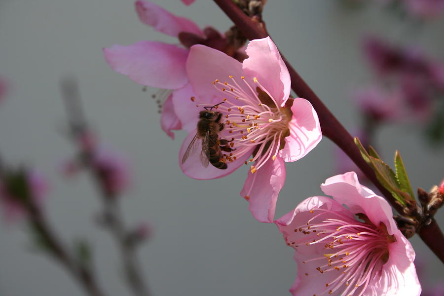 Honey Bee On Open Peach Tree Blossom Photograph by Taiche Acrylic Art