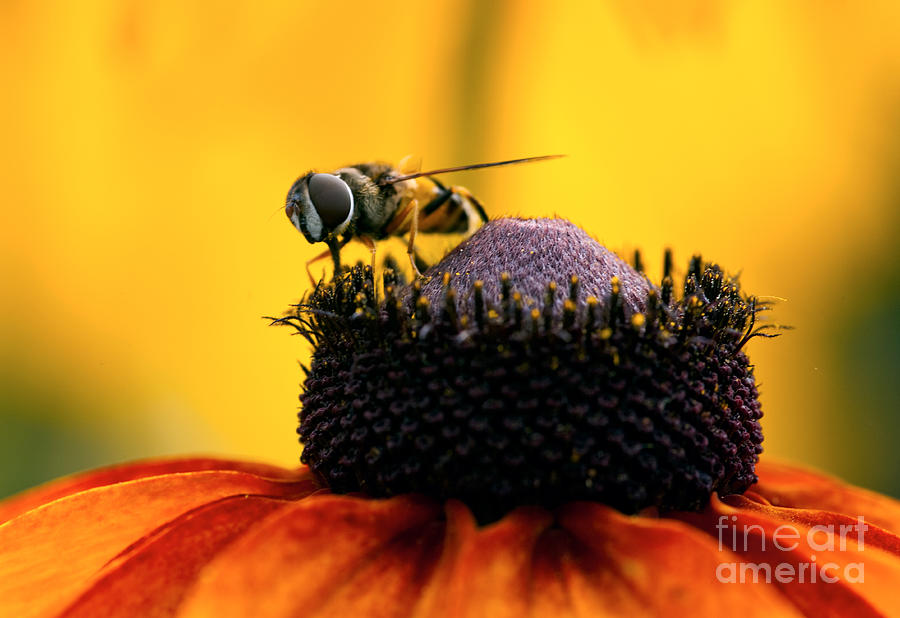 Honeybee on orange flower Photograph by Iris Richardson