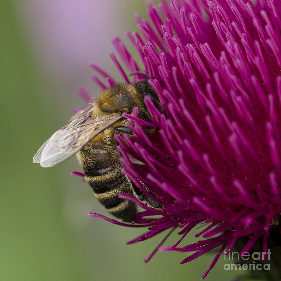 Honey bee on Ornamental Thistle Photograph by Clare Bambers