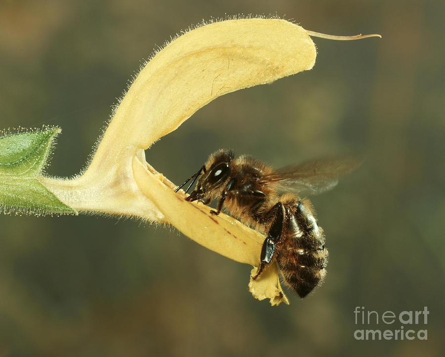 Honey Bee On Sage Flower Photograph by Hermann Eisenbeiss