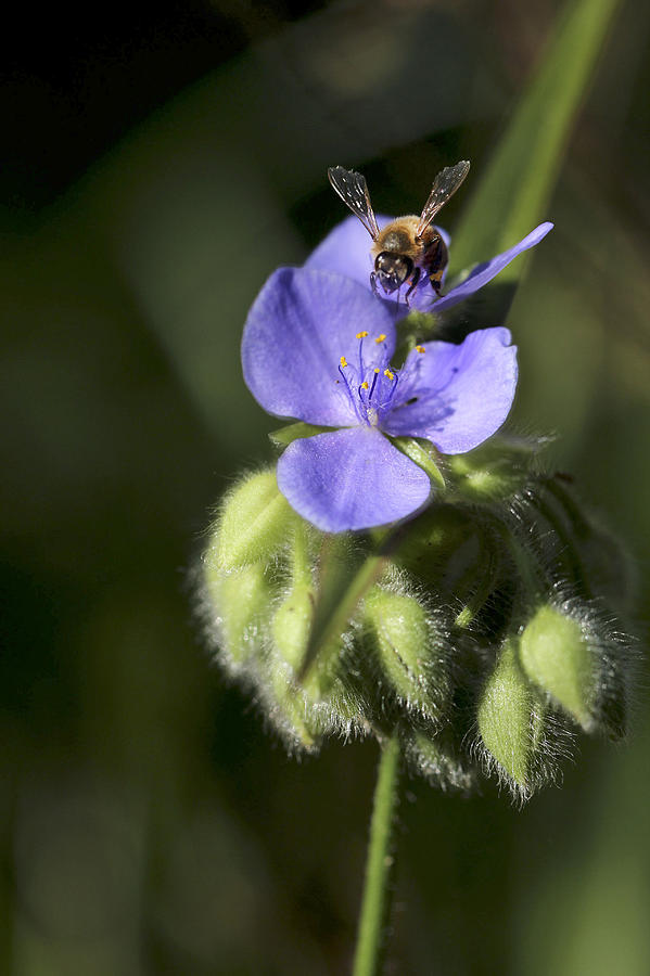 Honey Bee on Spiderwort Photograph by Robert Camp