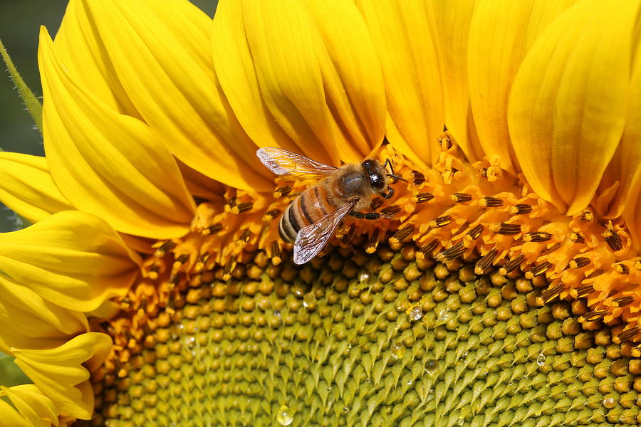 Honey Bee on Sunflower Photograph by Lucinda VanVleck