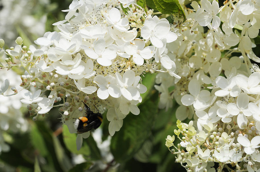 Honey Bee on White Blossom Photograph by Brenda Kean