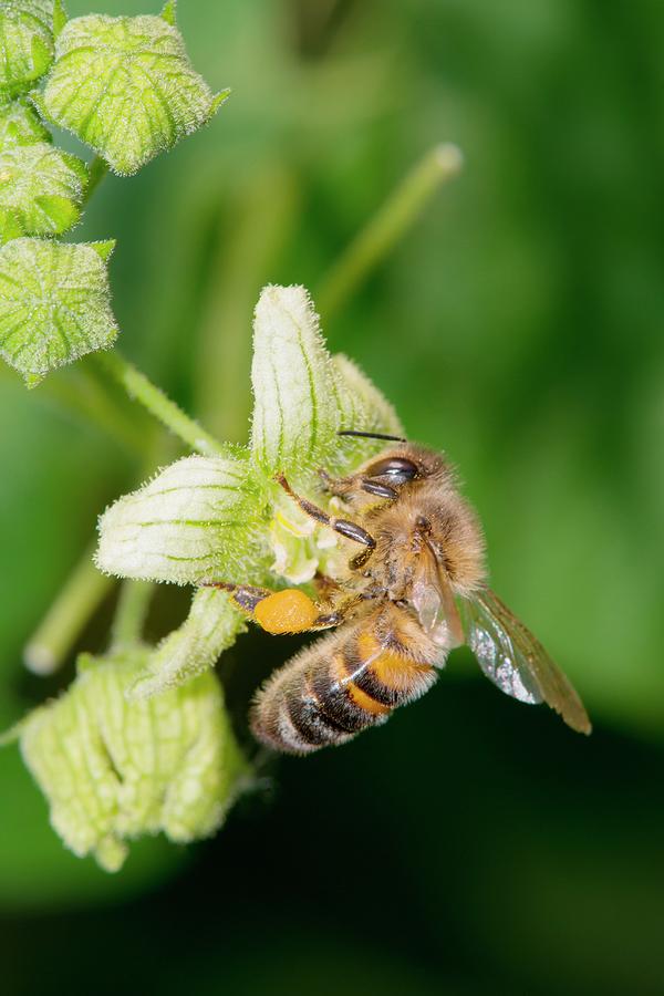 Honey Bee On White Bryony Photograph by Dr. John Brackenbury