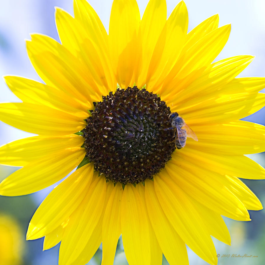 Honey Bee On Wildflower Photograph