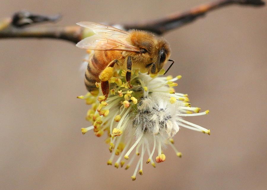 Honey Bee on Willow Photograph by Lucinda VanVleck