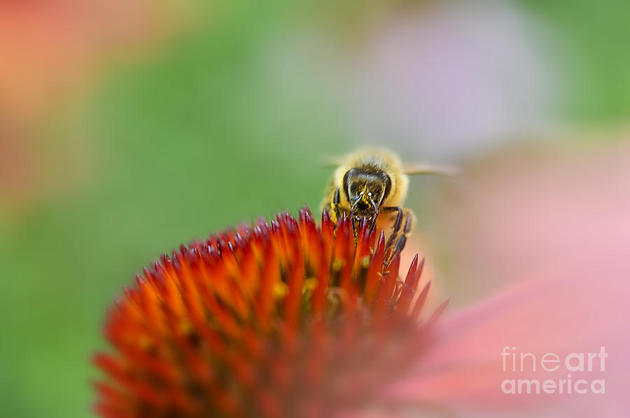 Honey Bee Pastel Background Photograph by Dan Friend