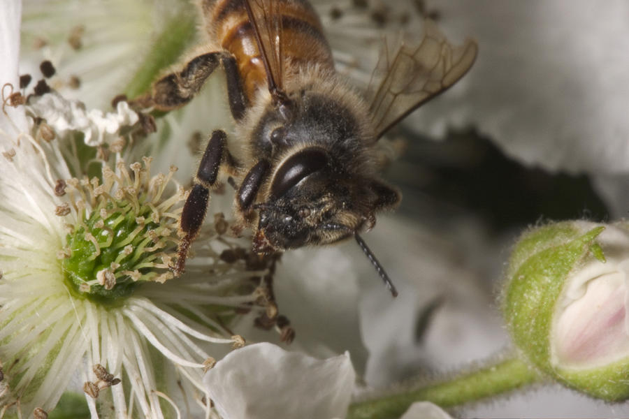 Wildlife Photograph - Honey Bee by Paul Whitten