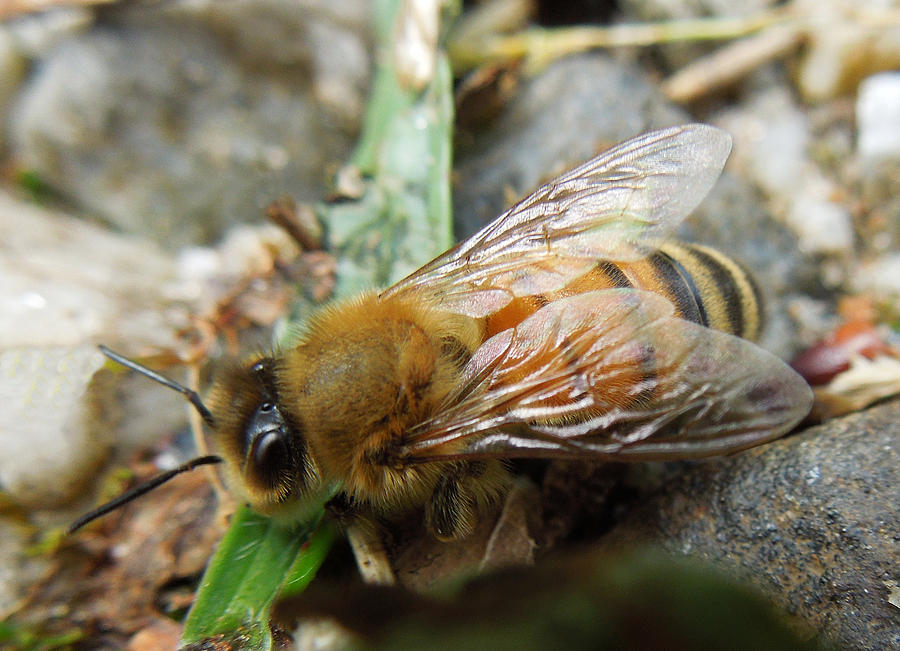 Honey Bee Photograph by Pete Trenholm