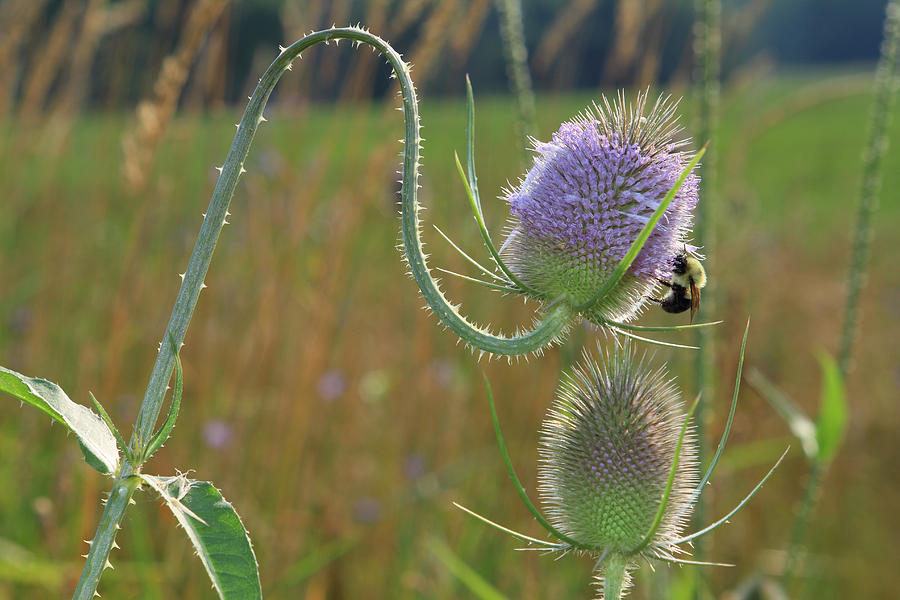 Nature Photograph - Honey bee picks up pollen by John Lan