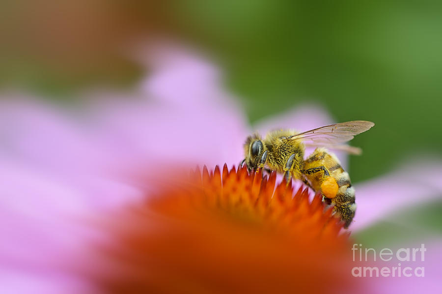 Honey bee pollen on leg Photograph by Dan Friend
