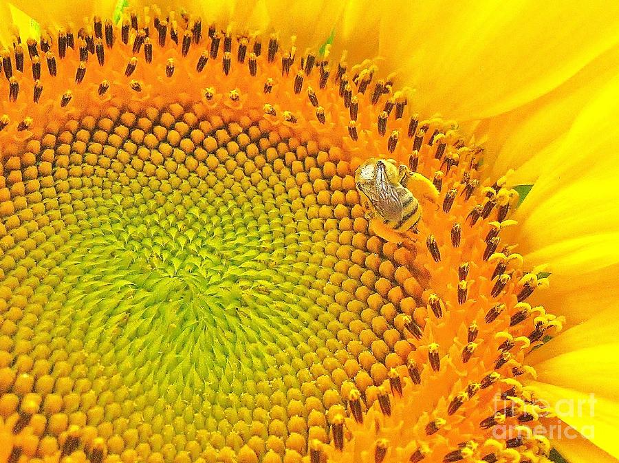 Honey Bee Pollen Sunflower Photograph by John King I I I
