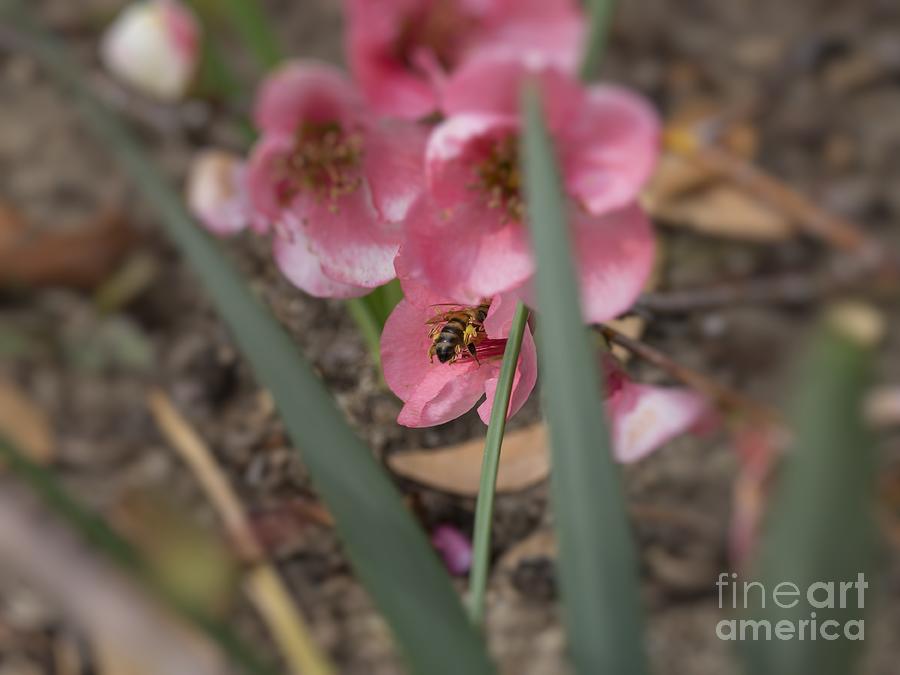 Honey Bee Pollinating Quince Blossoms Photograph by MM Anderson