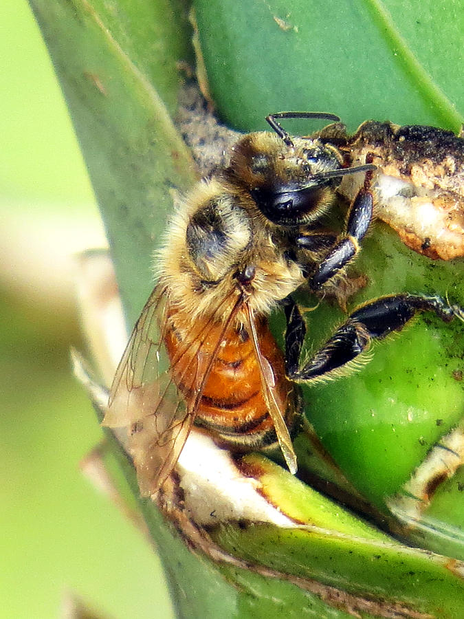 Honey Bee Resting on Palm Tree Photograph by Jessica Foster Fine Art