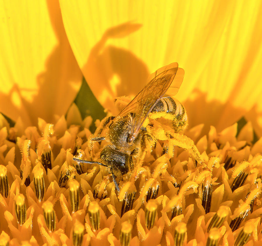 Honey Bee Photograph by Roy Pedersen