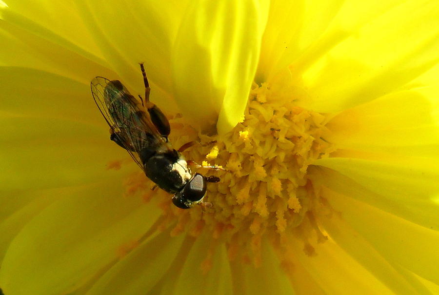 Honey Bee on Sunflower Photograph by Salman Ravish