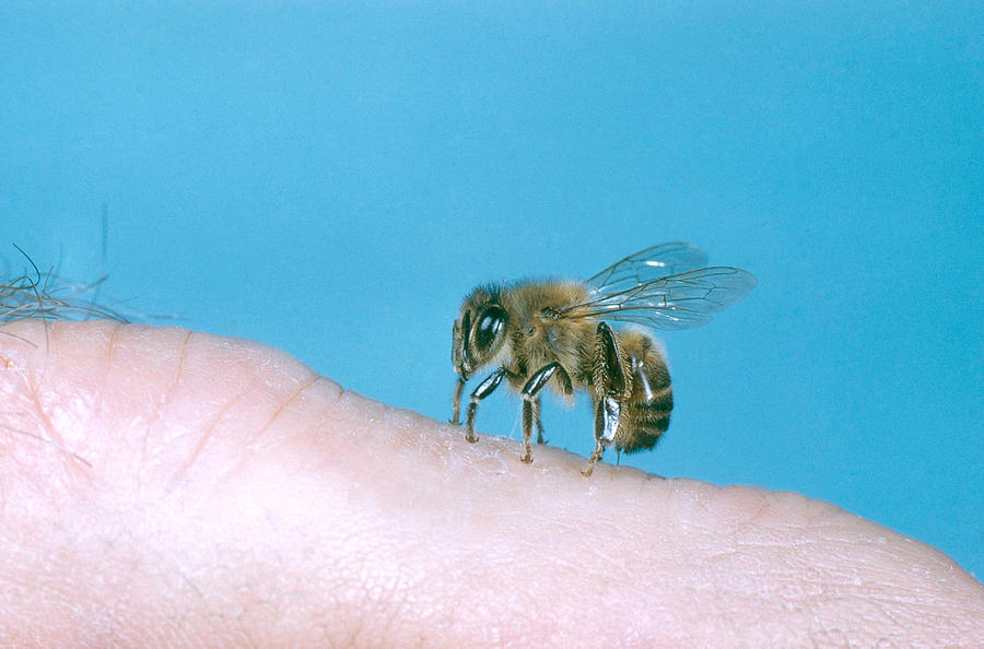 Nature Photograph - Honey Bee Stinging by W Treat Davidson