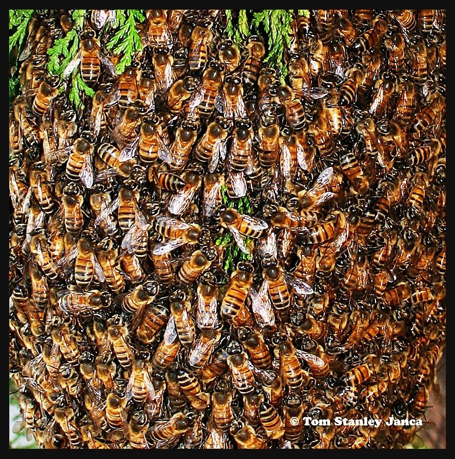 Honey Bee Swarm Photograph by Tom Janca