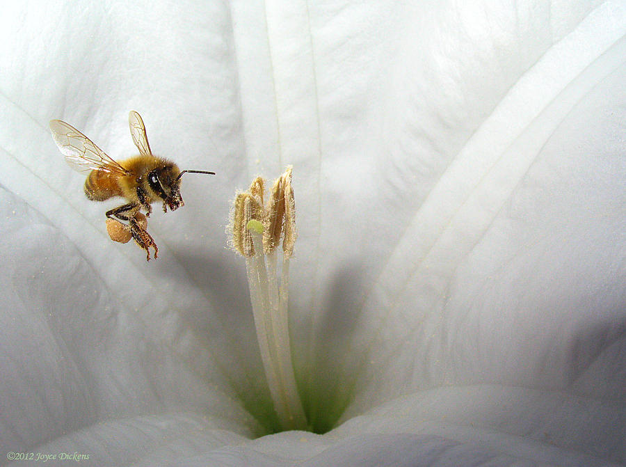 Honey Bee Up Close And Personal Photograph by Joyce Dickens