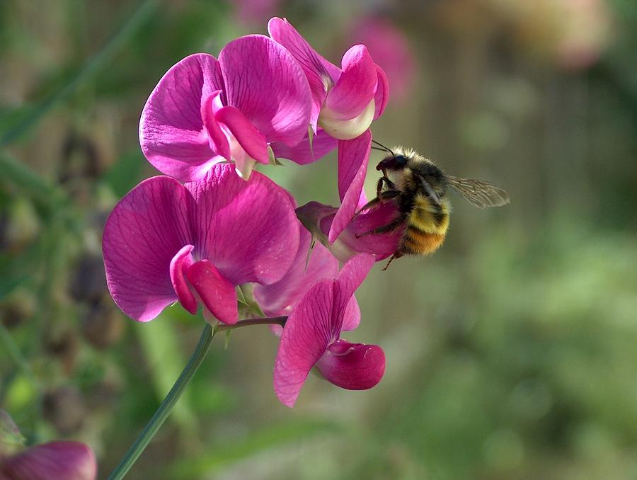 Honey Bee Photograph by Wayne Enslow