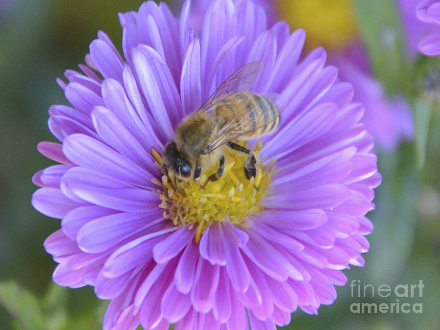 Fall Photograph - Honey Bee by Wendy Raatz Photography