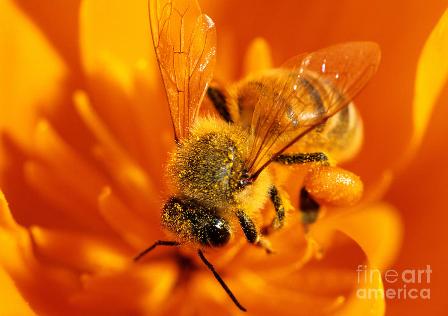 Insects Photograph - Honey Bee Worker by Stuart Wilson