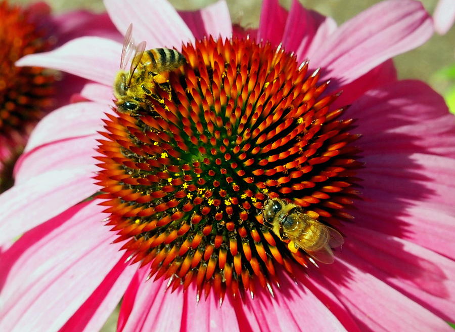 Honey Bees and Echinacea Flowers Photograph by Amy McDaniel