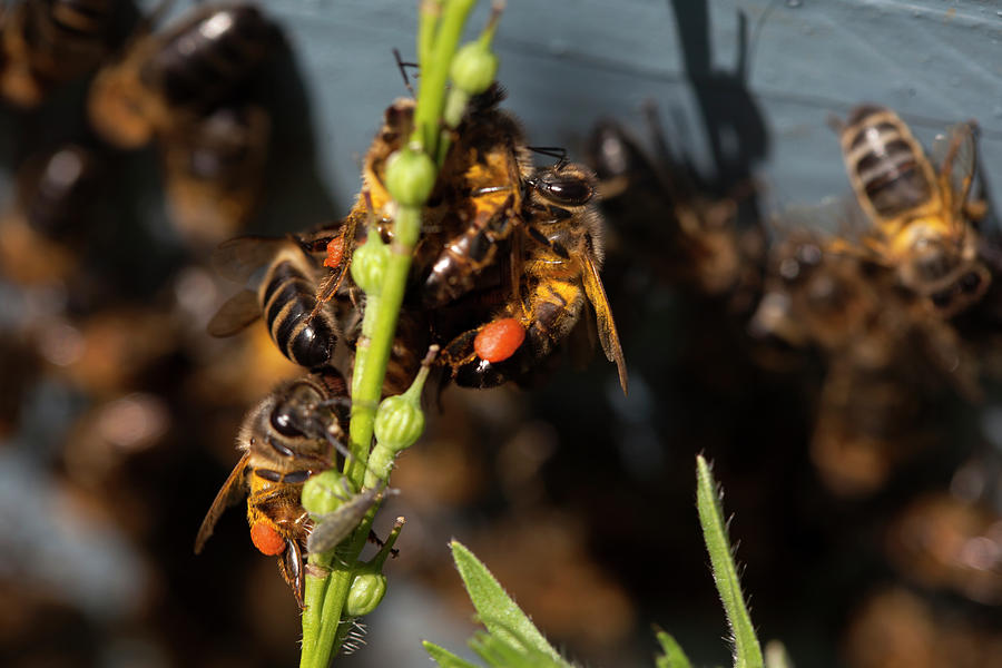 Honey Bees Carrying Pollen Photograph by Chico Sanchez Fine Art America