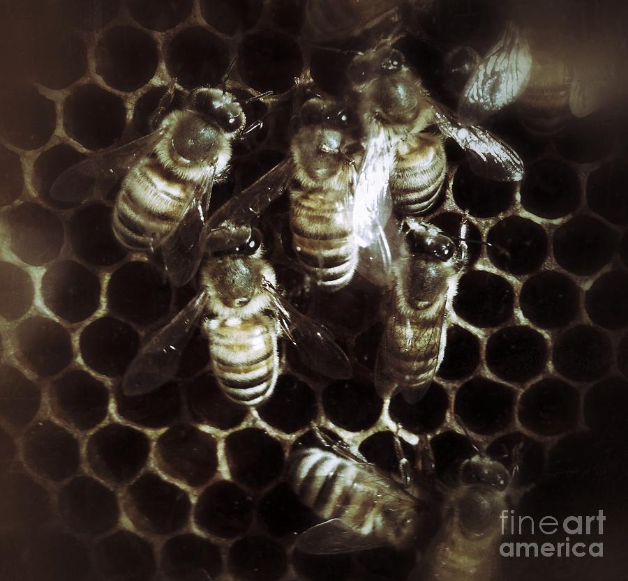 Honey Bees Photograph by Chris Scroggins