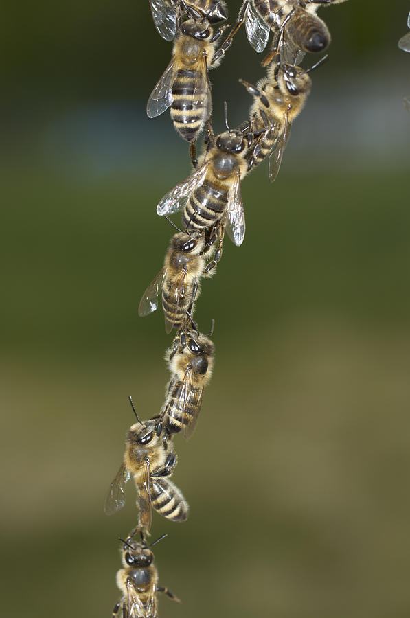 Honey Bees Join To Repair Honeycomb Photograph by Heidi & Hans-Juergen Koch